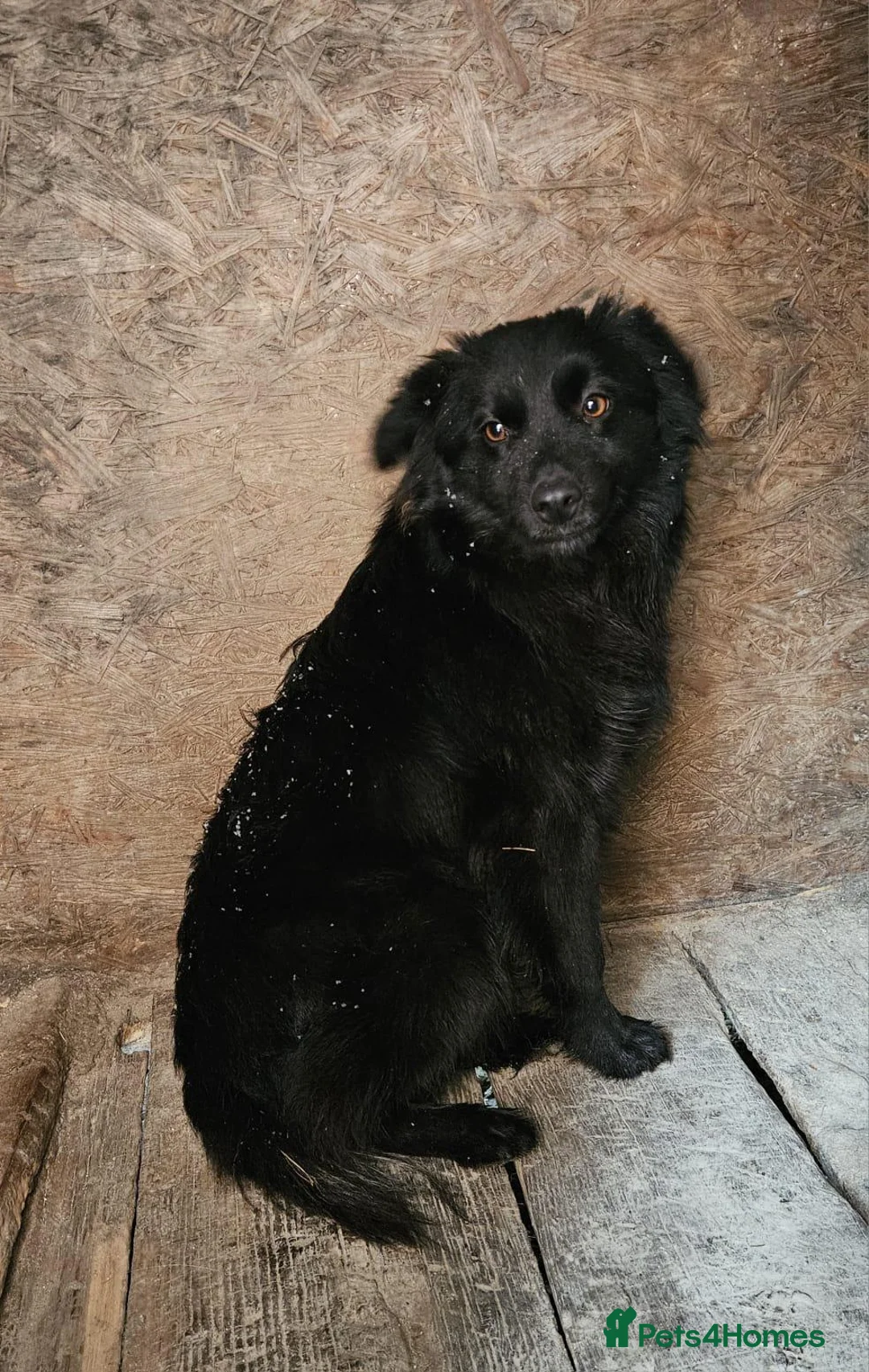 Mixed Breed dogs for adoption: 💙MARTINEL💙 - a Beautiful Soul for a Loving Home - Advert 9