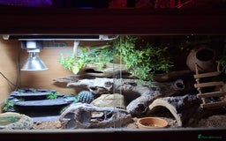 Gecko reptiles for sale: Leopard gecko with full set up - Image 1