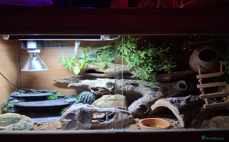 Gecko reptiles - Advert 6