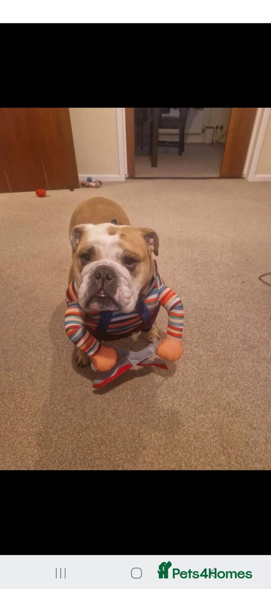 English Bulldog dogs for sale: Meet River our gorgeous 5 year old British Bulldog - Advert 16