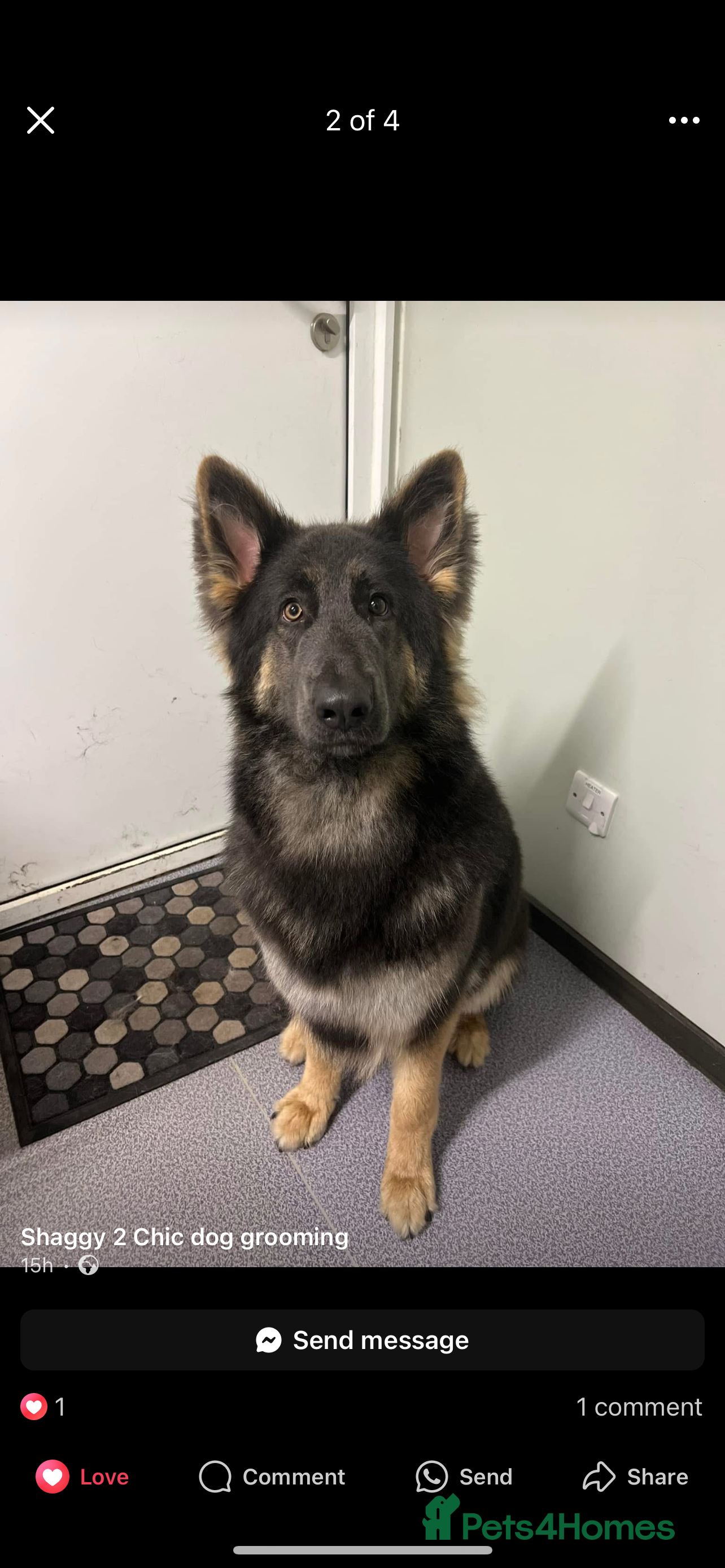 German Shepherd dogs German shepherd ~ MIA ~ - Advert 16