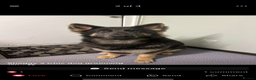 German Shepherd dogs for sale: German shepherd ~ MIA ~ - Advert 1
