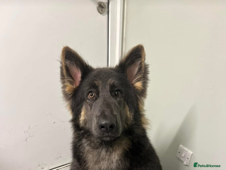 German Shepherd dogs German shepherd ~ MIA ~ - Advert 17