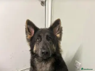 German Shepherd dogs German shepherd ~ MIA ~ - Advert 16