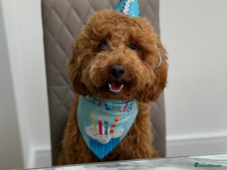 Miniature Poodle dogs Loving Miniature Poodle - Advert 6