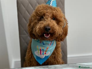 Miniature Poodle dogs Loving Miniature Poodle - Advert 1