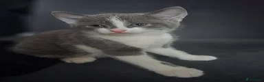 Grey and White Kitten