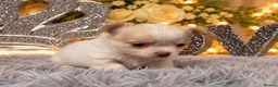 Chihuahua dogs for sale: Exclusive KC reg long coat Chihuahua boys  - Advert 18