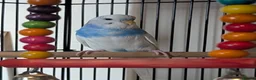 Budgerigars birds for sale: Male budgies  in Hull - Advert 3
