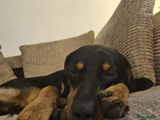 Mixed Breed dogs Doberman cross - Advert 16