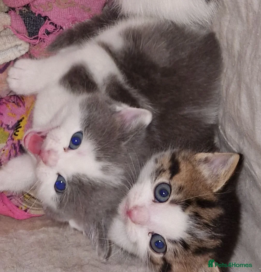 Mixed Breed cats for sale: Ready now Beautiful tabby kitties - Advert 7