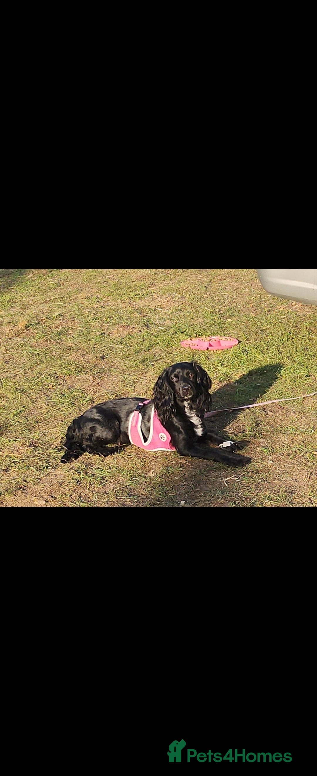 Cocker Spaniel dogs for sale: Cocker spaniel puppy's  - Image 5