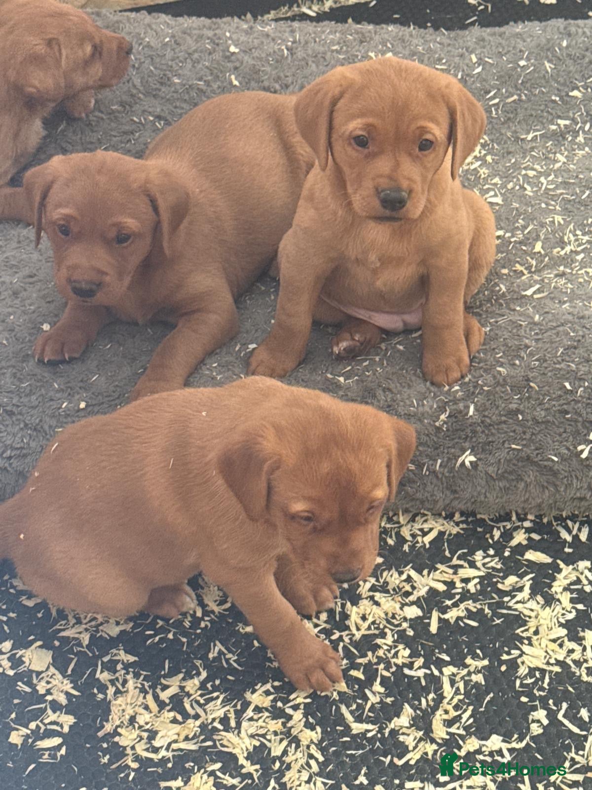 Labrador Retriever dogs Fox Red Labrador’s  - Advert 2