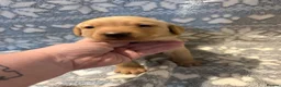 Labrador Retriever dogs for sale: Labrador Pups for Sale in Blairgowrie - Advert 8
