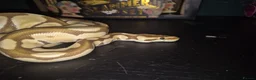 Python Snake reptiles for sale: Juvenile female royal python and full setup - Advert 4