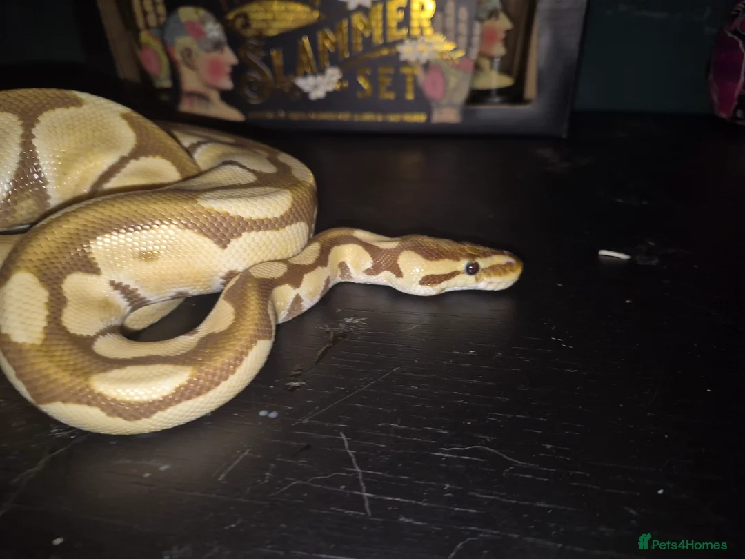 Python Snake reptiles for sale: Juvenile female royal python and full setup - Advert 4