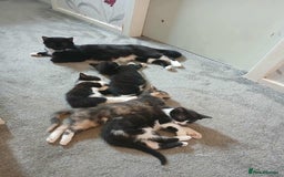 Mixed Breed cats for sale: Kitten - Image 6
