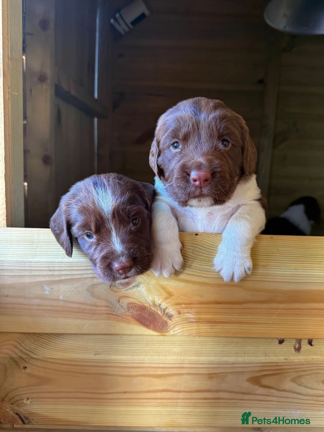English Springer Spaniel dogs for sale: 2 x English Springer Spaniel Puppies - Advert 6