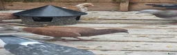 Pigeons birds for sale: Young tipplers,tumblers and racers for sale £3 - Advert 10