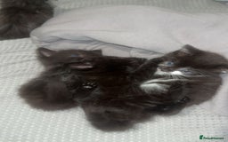 Mixed Breed cats for sale: Fluffy kittens - Image 3