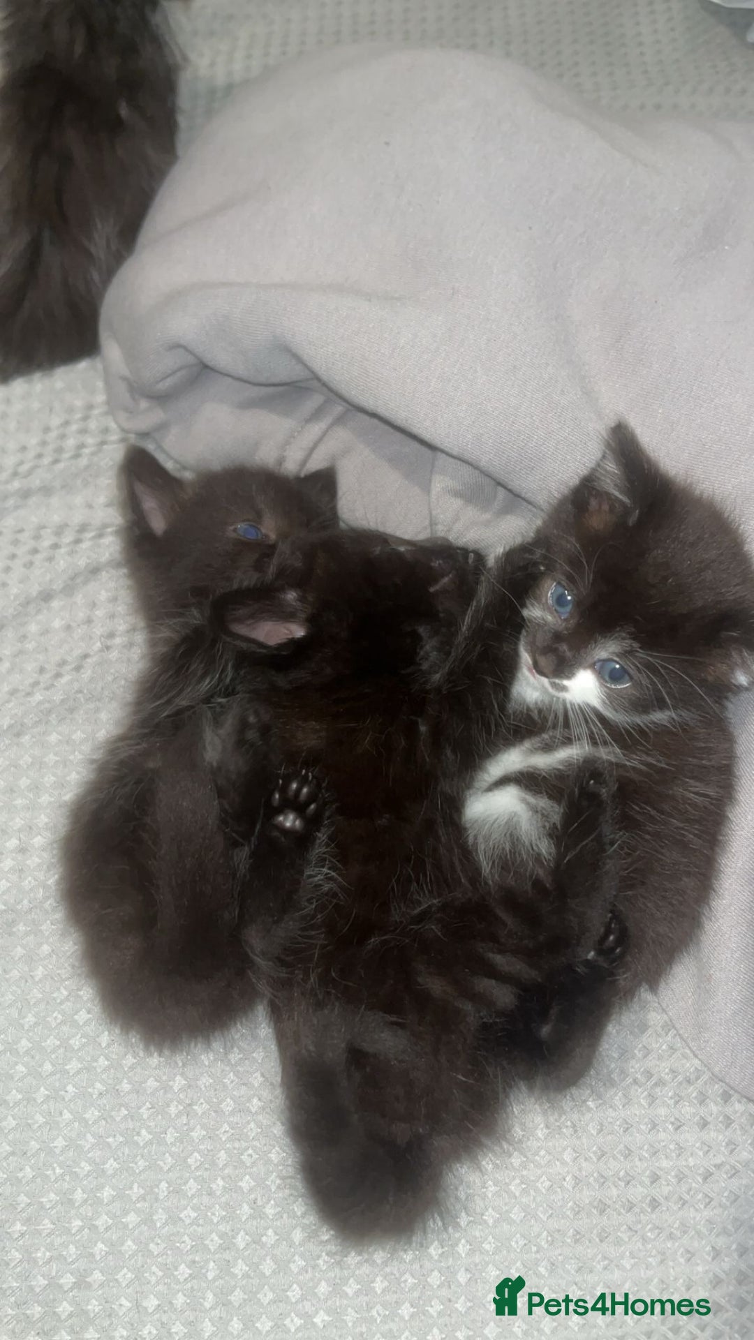 Mixed Breed cats for sale: Fluffy kittens - Image 3