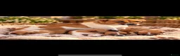 Jack Russell dogs for sale: Jack Russell in Walton-on-Thames - Advert 13