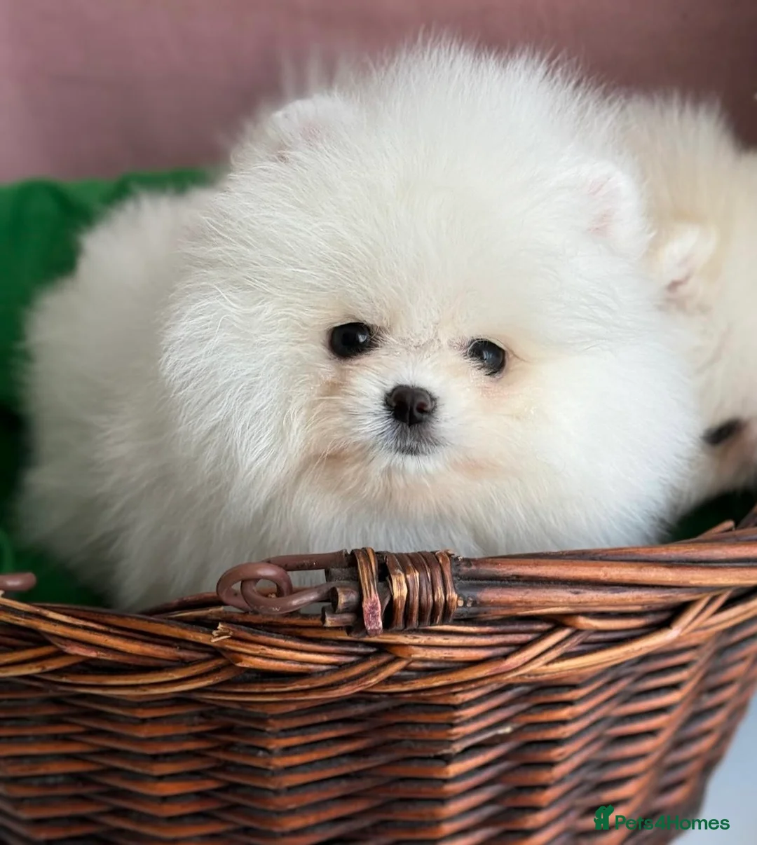 Pomeranian dogs for stud: Pierre stunning white TINY teddy Pom STUD ONLY in Romford - Advert 9