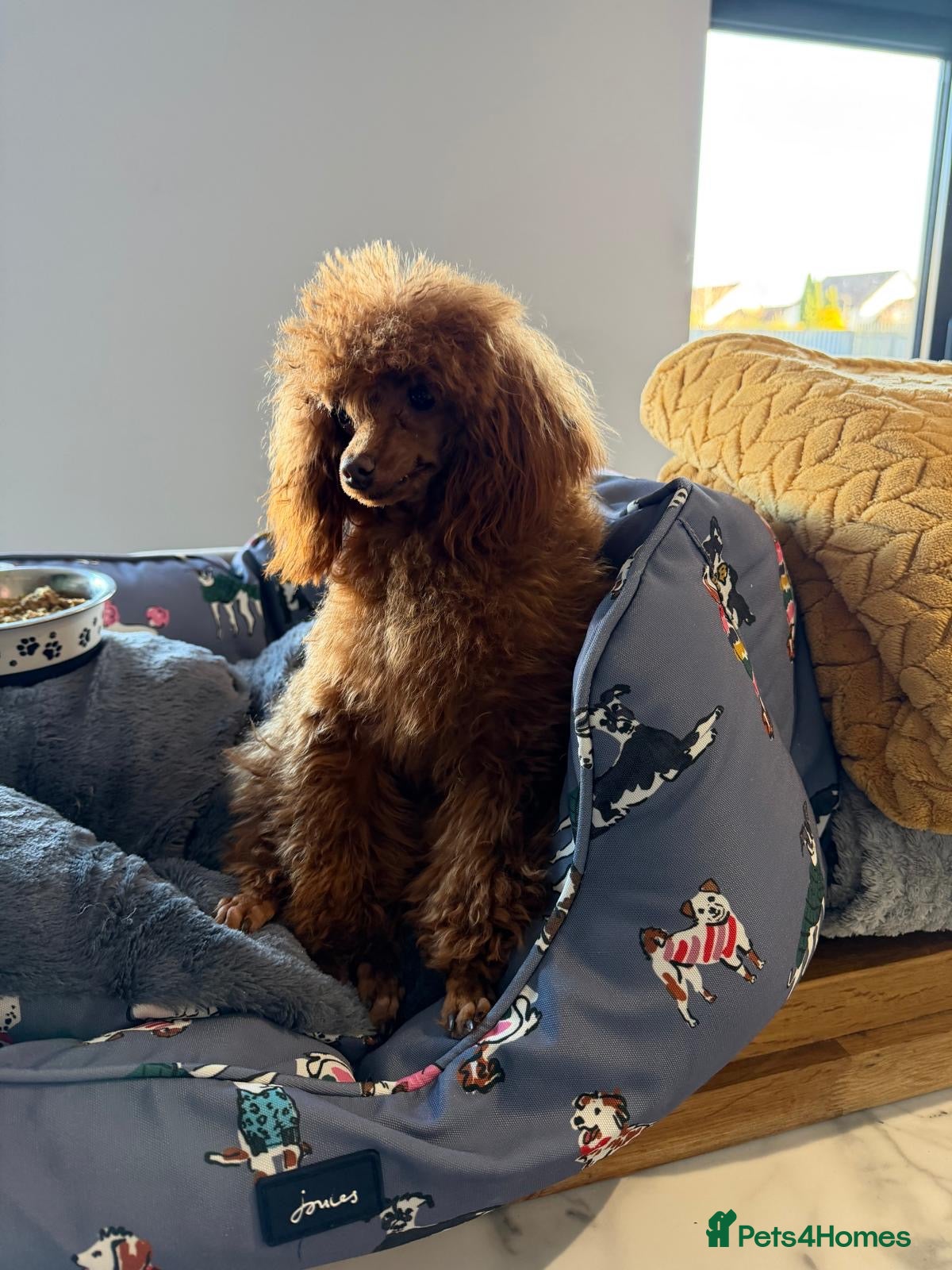 Toy Poodle dogs Yr old tiny toy poodle bitch - Advert 13