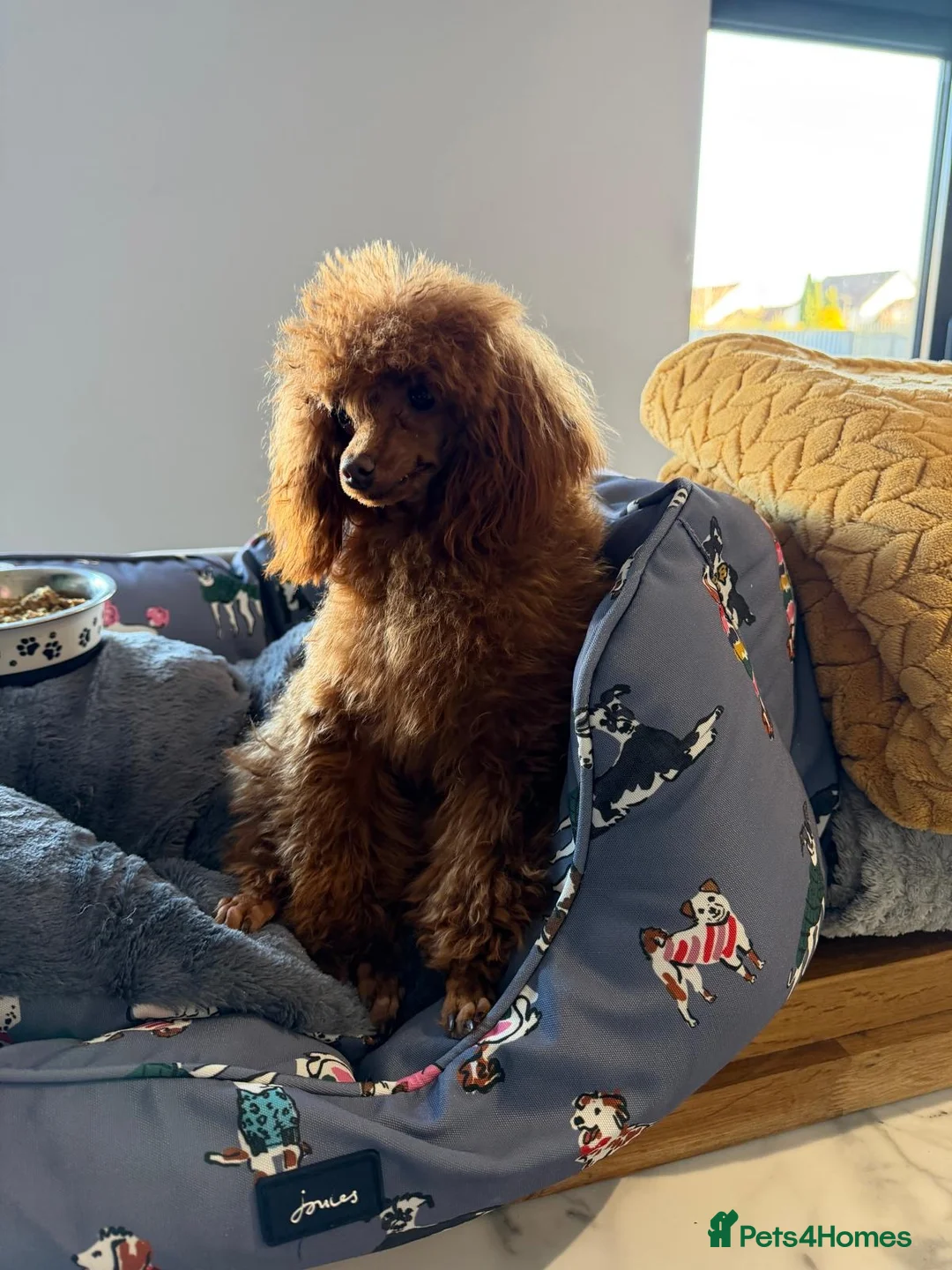 Toy Poodle dogs for sale: Yr old tiny toy poodle bitch - Advert 1