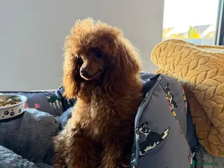 Toy Poodle dogs Yr old tiny toy poodle bitch - Advert 13