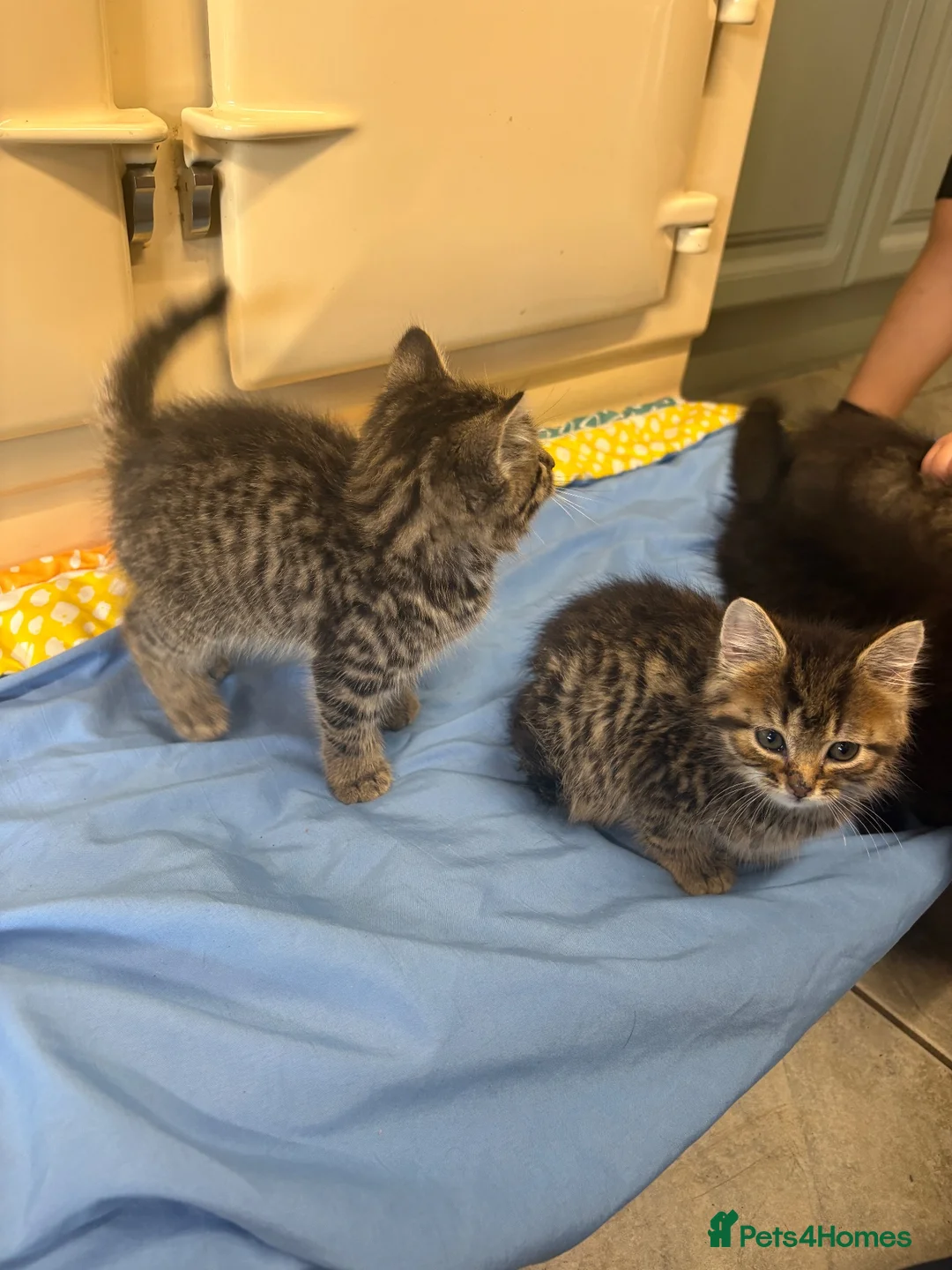 Mixed Breed cats for sale: Litter of 5 kittens looking for forever homes🐈‍⬛ in Strathaven - Advert 10