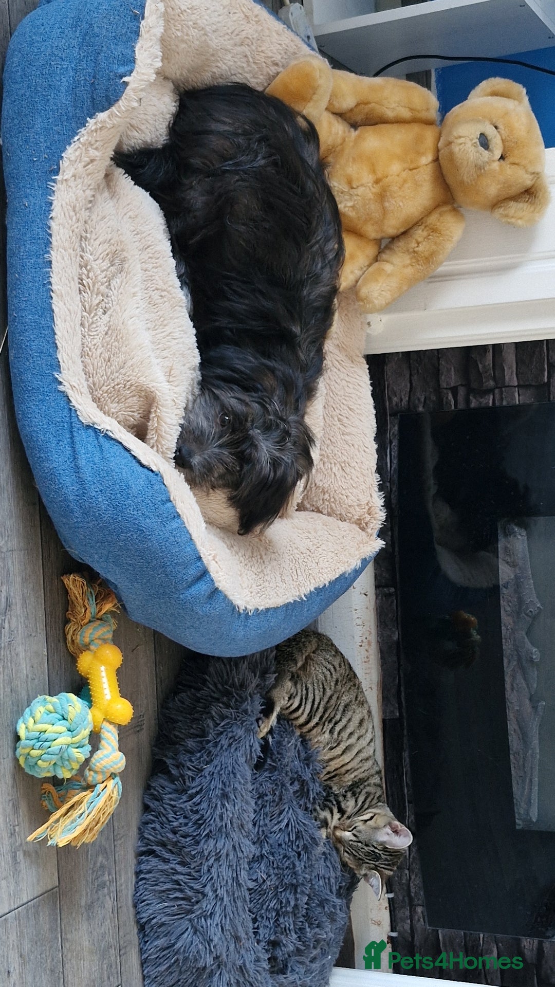 Pomchi dogs for sale: Pomchic pup  - Image 14