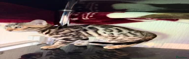 Bengal 2 brown