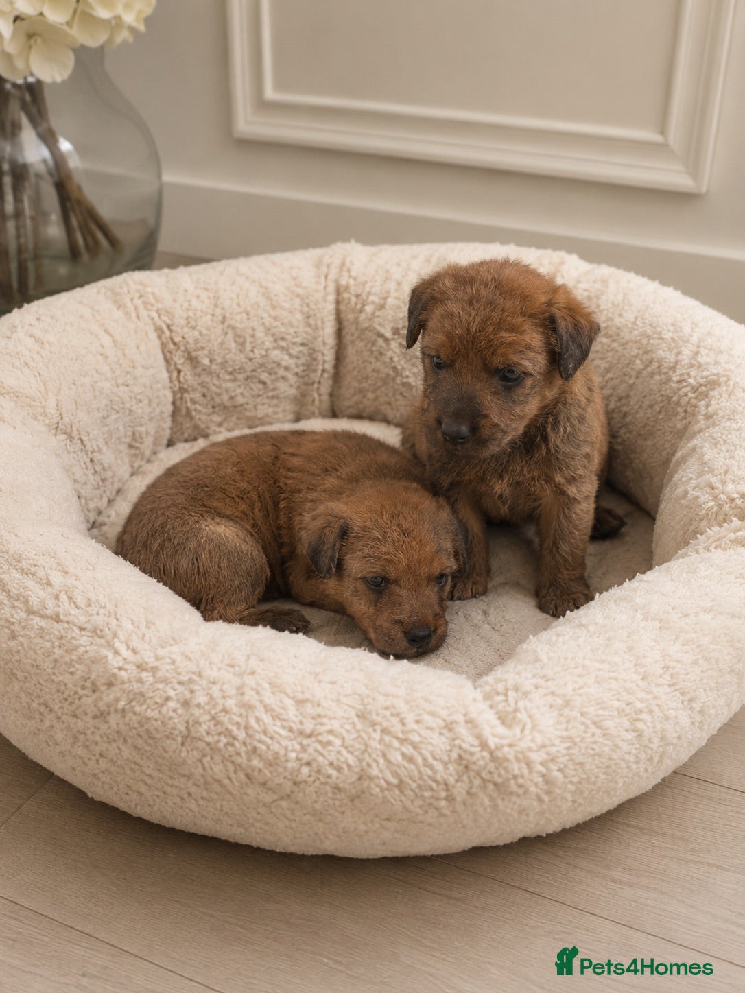 Irish Terrier dogs Amazing Irish terrier puppies - Advert 1