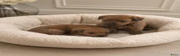 Irish Terrier dogs for sale: Amazing Irish terrier puppies in Walsall - Advert 1