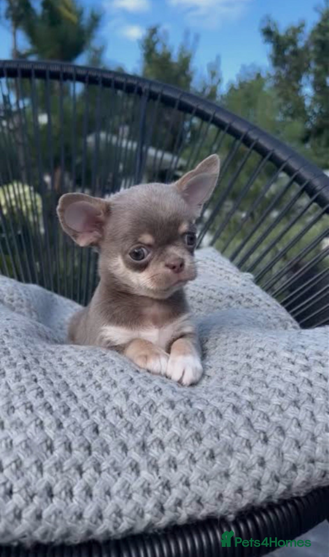 Chihuahua dogs 2 lovely chihuahua puppies  - Advert 3