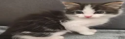 Mixed Breed cats for sale: Lovely & Playful Kittens looking for a New home!  - Advert 13