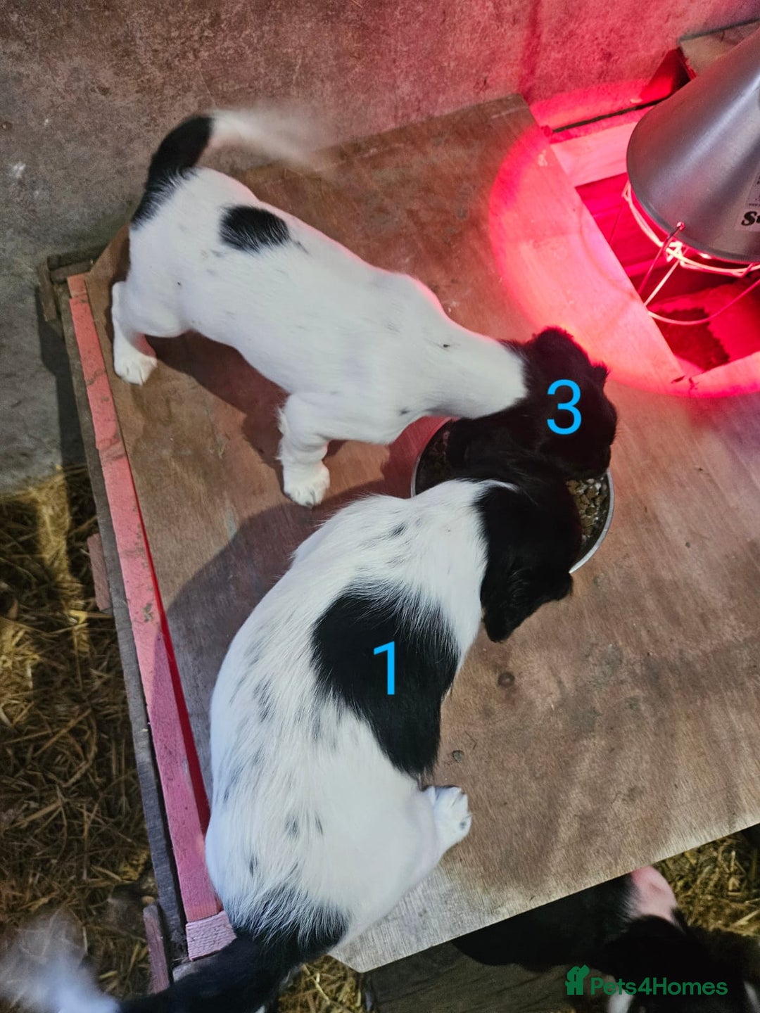 English Springer Spaniel dogs for sale: KC Registered Springer Spaniel Puppies  - Advert 26