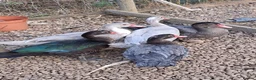 Ducks poultry for sale: Muscovy Drakes - Advert 8