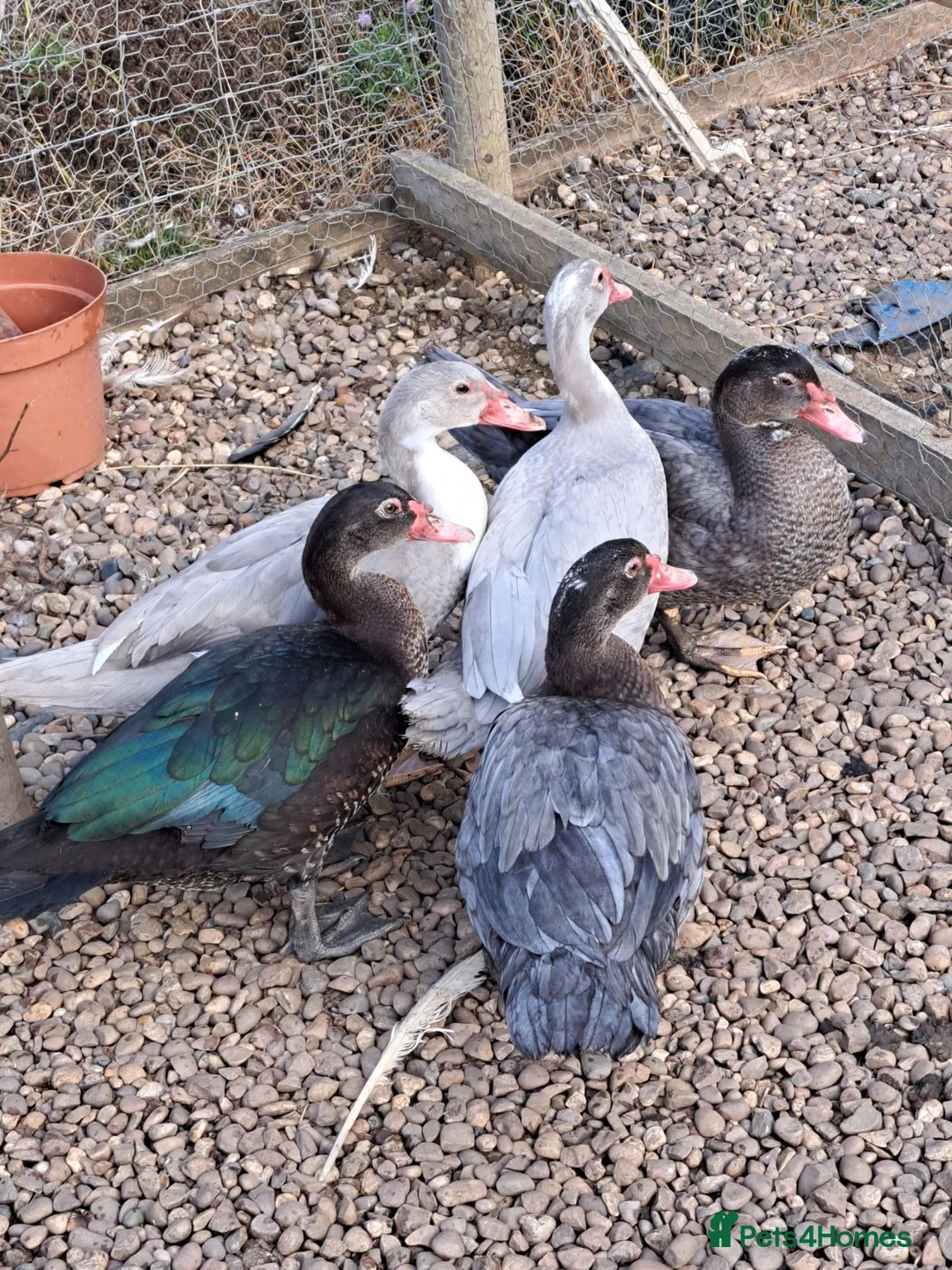 Ducks poultry for sale: Muscovy Drakes - Advert 8