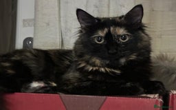 British Longhair cats for sale: British long hair + Turkish Angora - Image 2