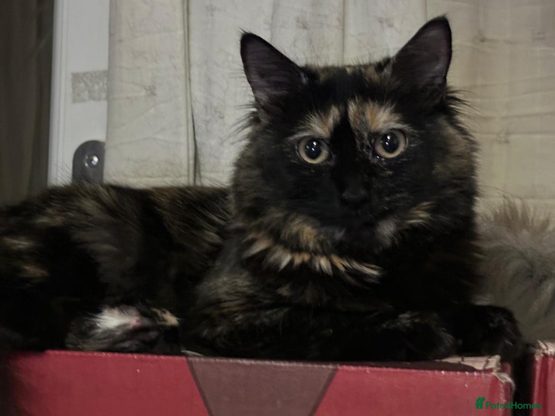 British Longhair cats for sale: British long hair + Turkish Angora - Image 2