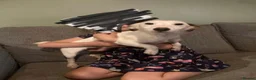 Jack Russell dogs for sale: Jack Russell puppies  in Bromyard - Advert 7