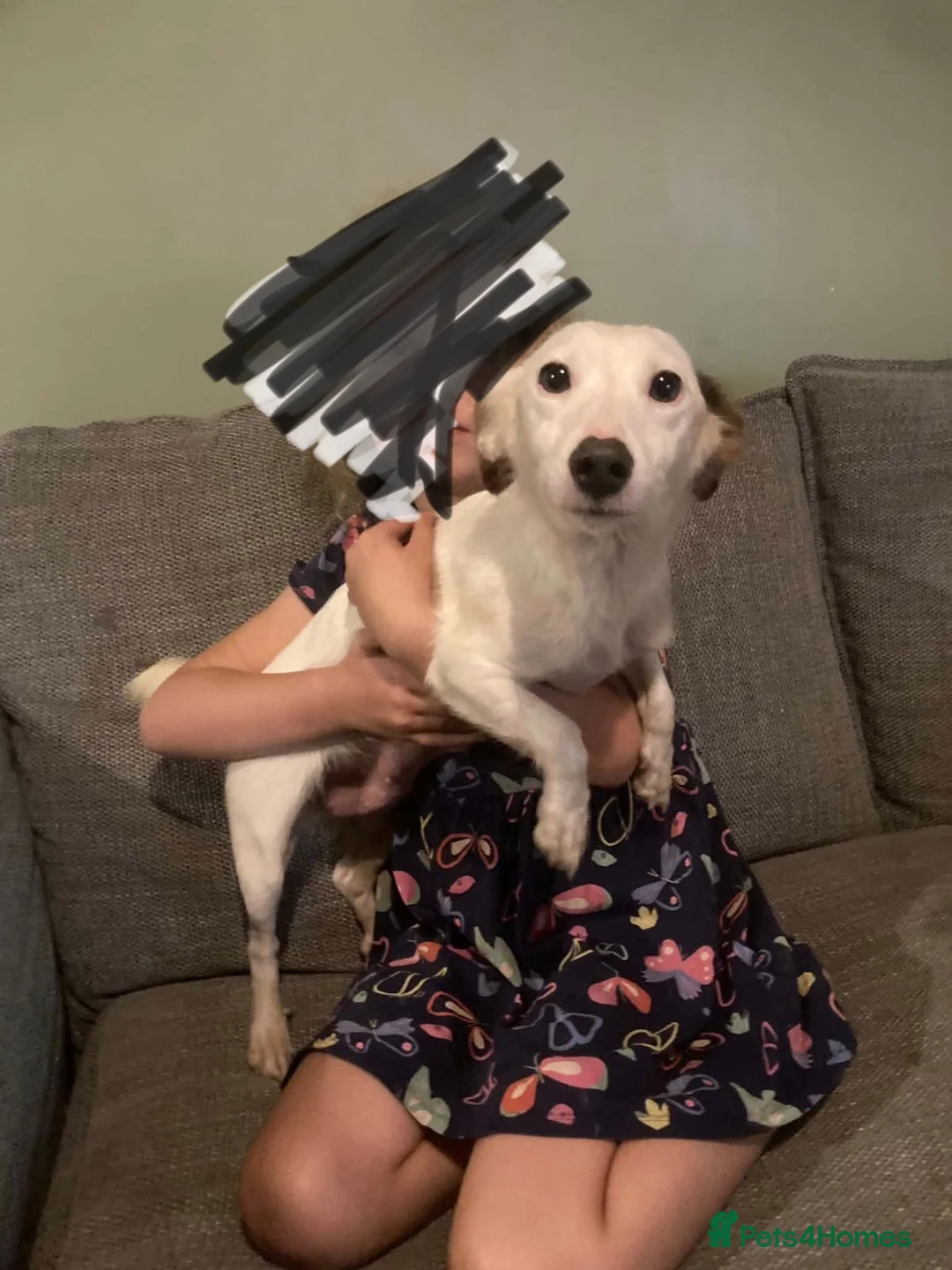 Jack Russell dogs for sale: Jack Russell puppies  in Bromyard - Advert 7