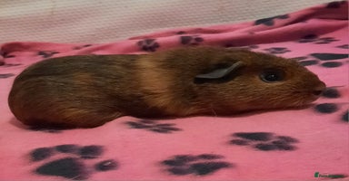 Guinea Pig rodents - Advert 8
