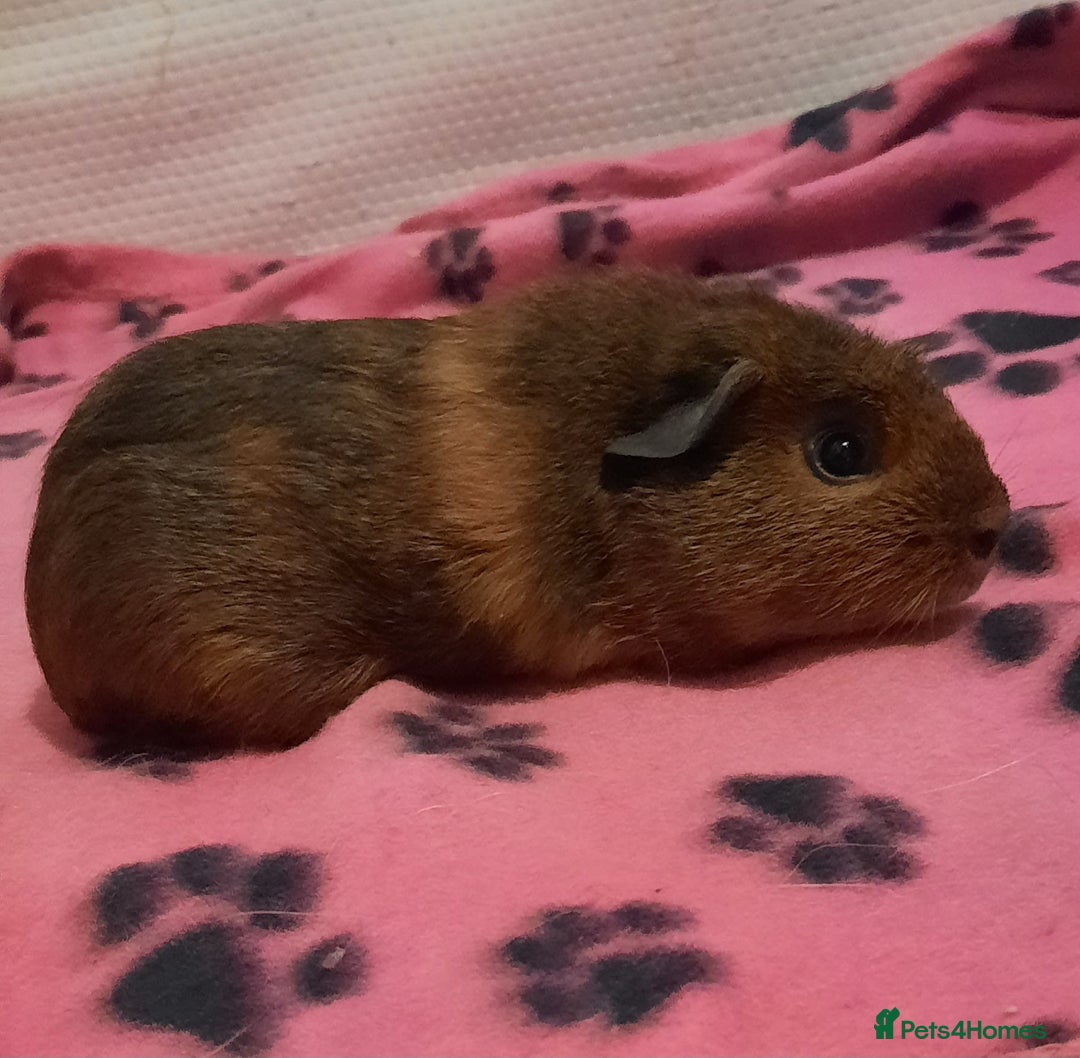 Guinea Pig rodents for sale: Skinnys Werewolfs & Lakelands Available Ready Now - Image 3