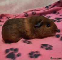 Guinea Pig rodents - Advert 3
