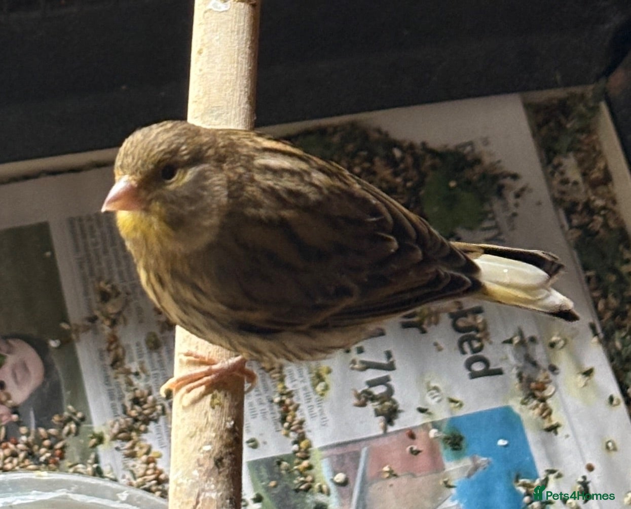 Canaries birds Green Fife canary  - Advert 5