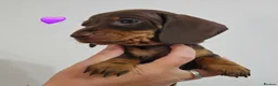 Dachshund dogs for sale: READY SUNDAY,  stunning pups kc reg parents  - Advert 4