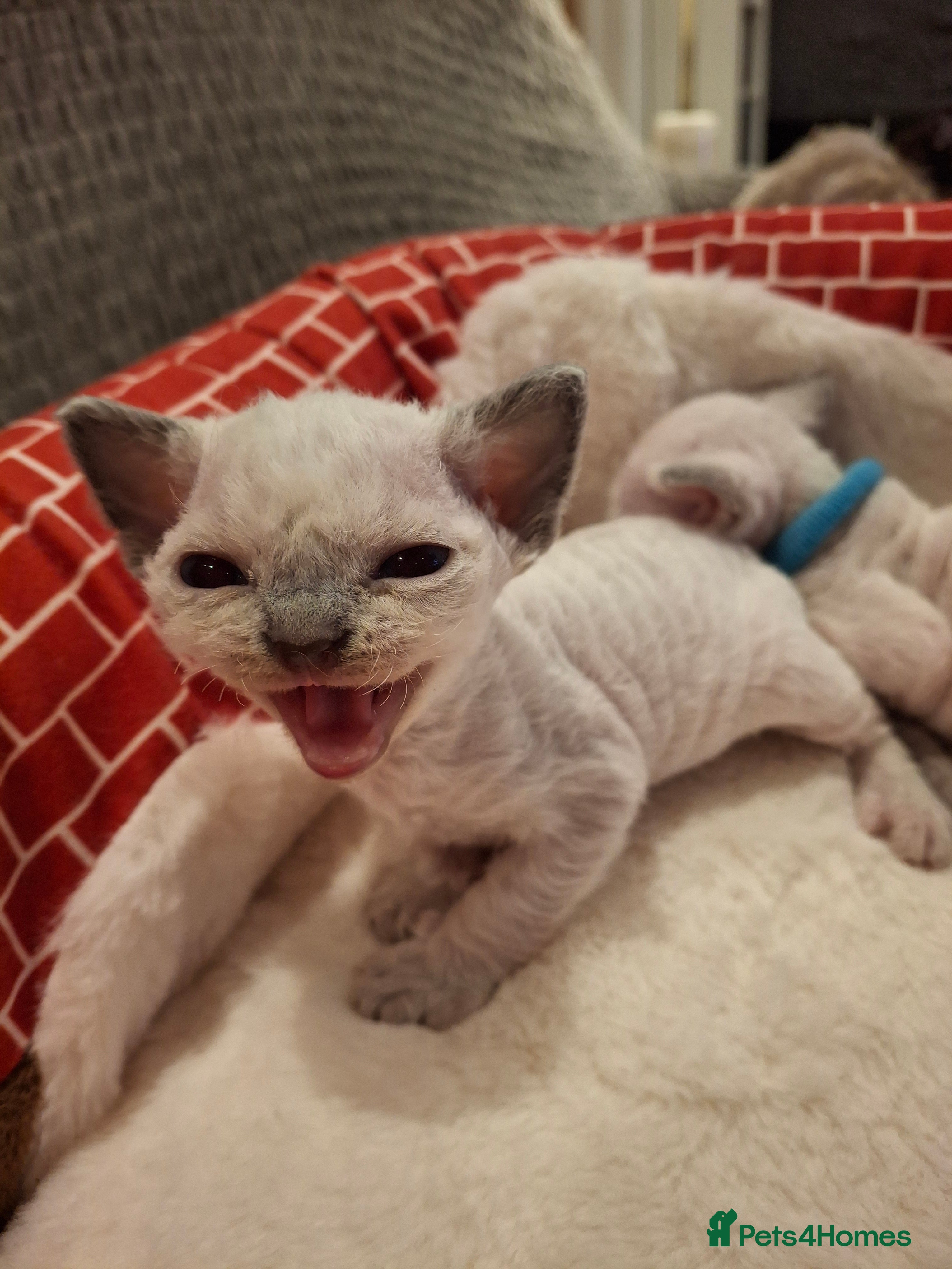 Devon Rex cats 🌸 Wonderful Devon Rex Kittens FIFE registered  🌸 - Advert 9